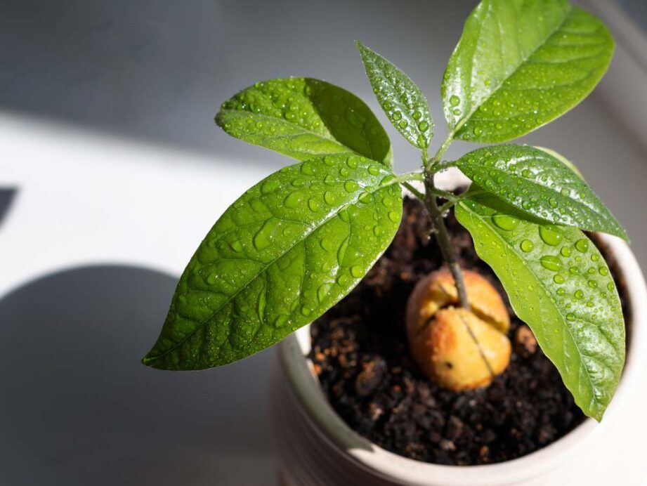 faire pousser son 1er avocatier la plantosphere