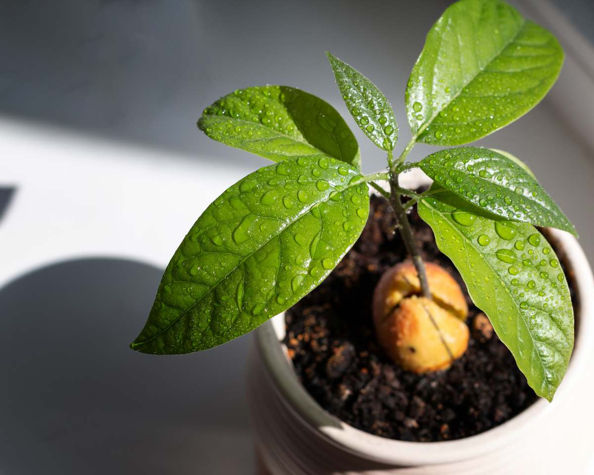 faire pousser son 1er avocatier la plantosphere