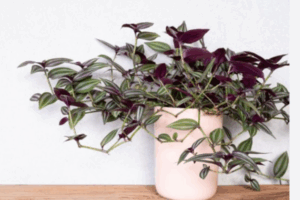 la tradescantia une autre plante pour débutant