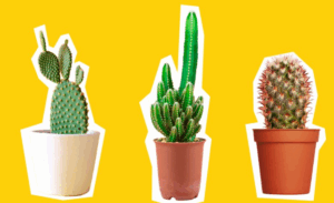 le cactus la vraie plante pour les gros nuls du jardinage