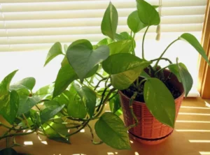 potos plantes pour débutant