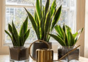 sansseveria