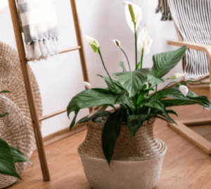 spathiphyllum plantes pour les nulles en appart